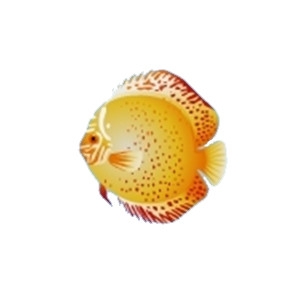 Red Spotted Golden Discus